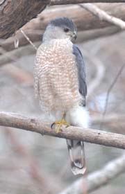 Rufous Perched